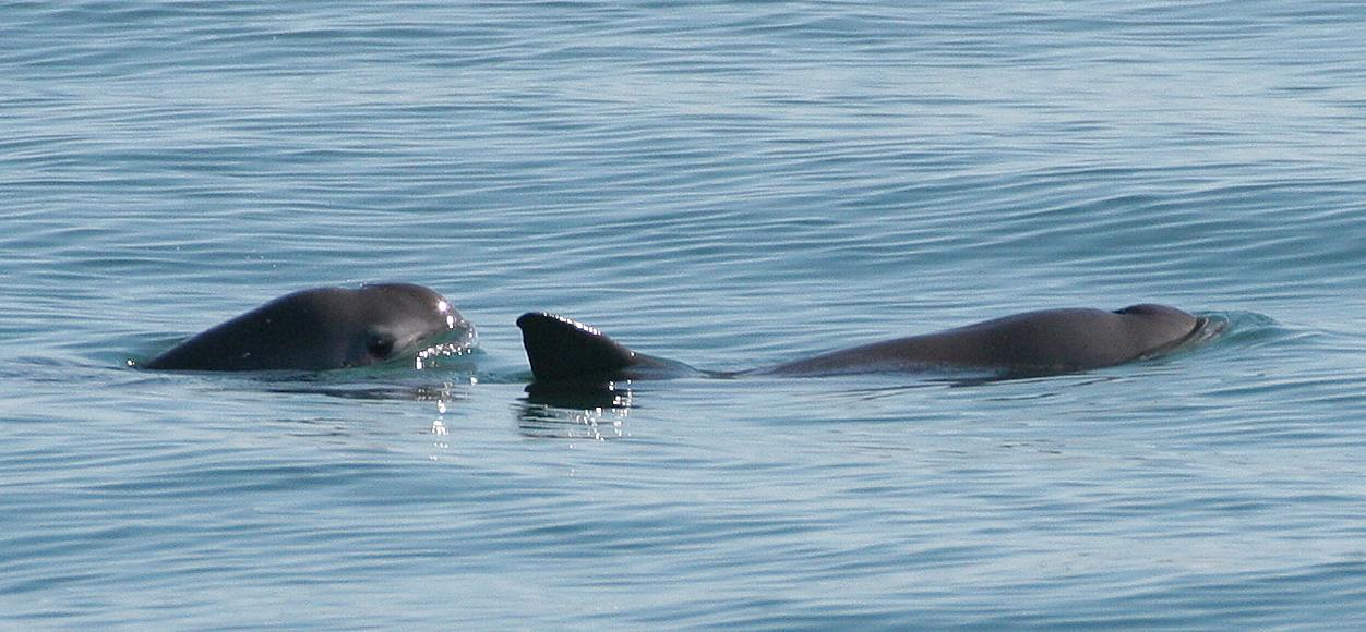 A Vaquita