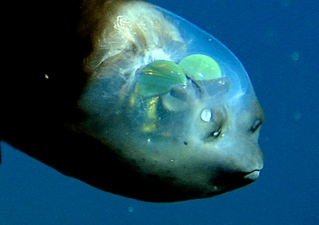 A Barreleye Fish