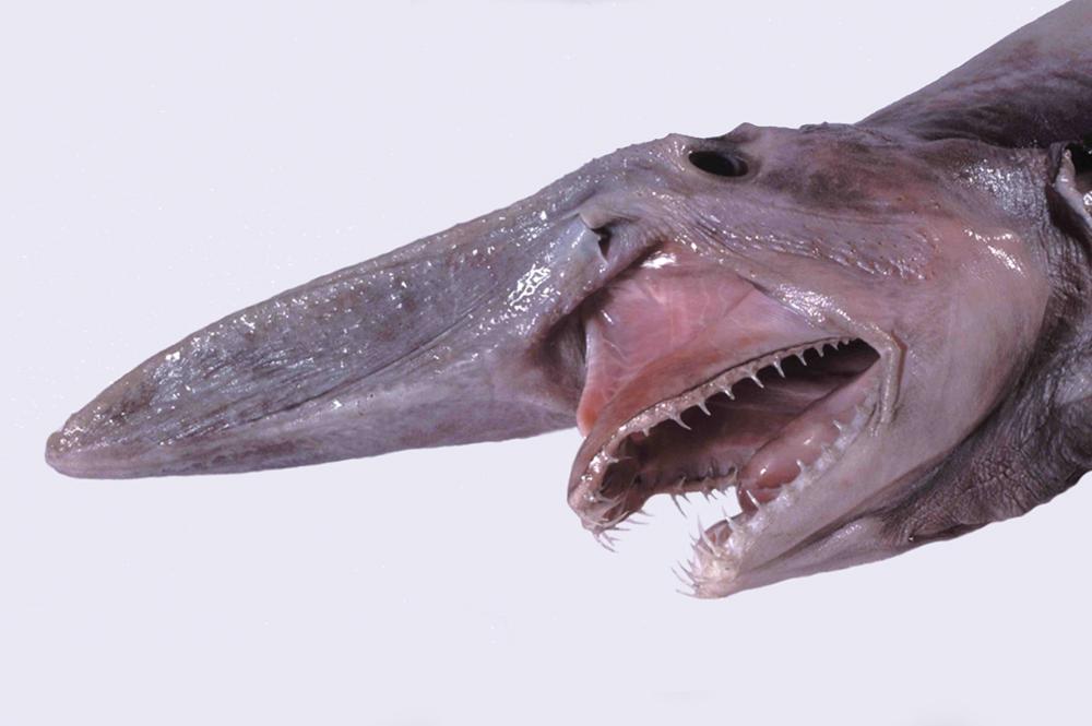 A Goblin Shark