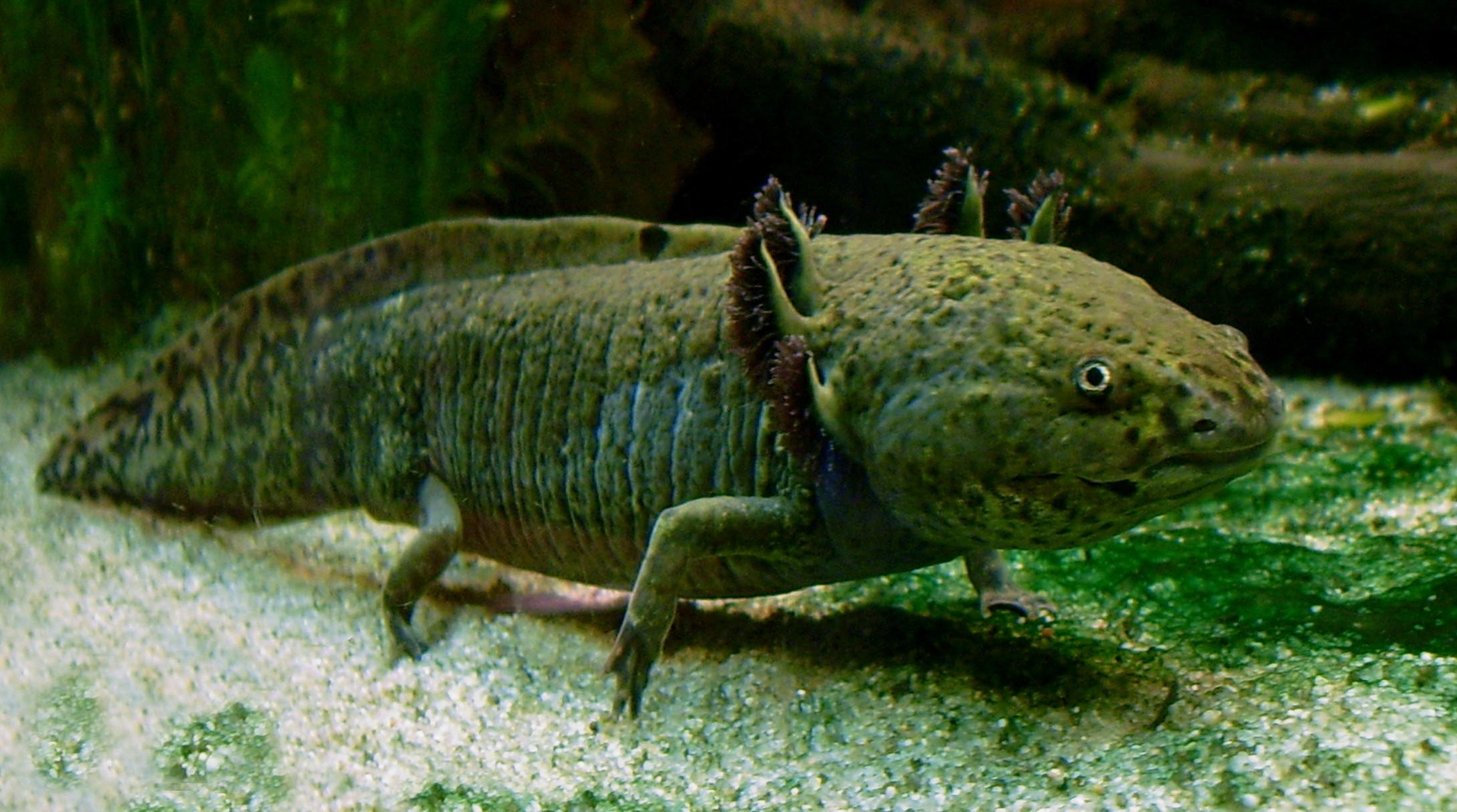 A Axolotl