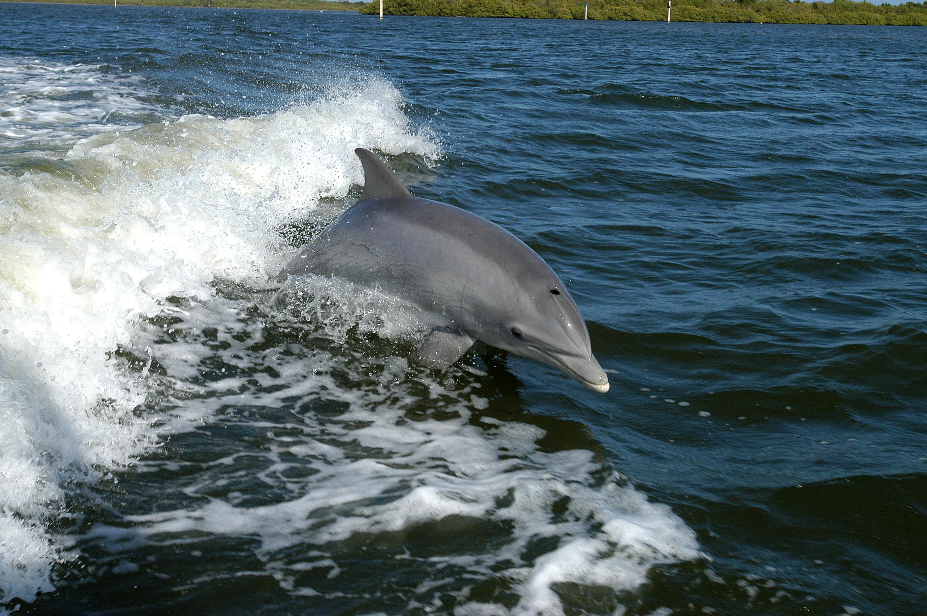 A Dolphin
