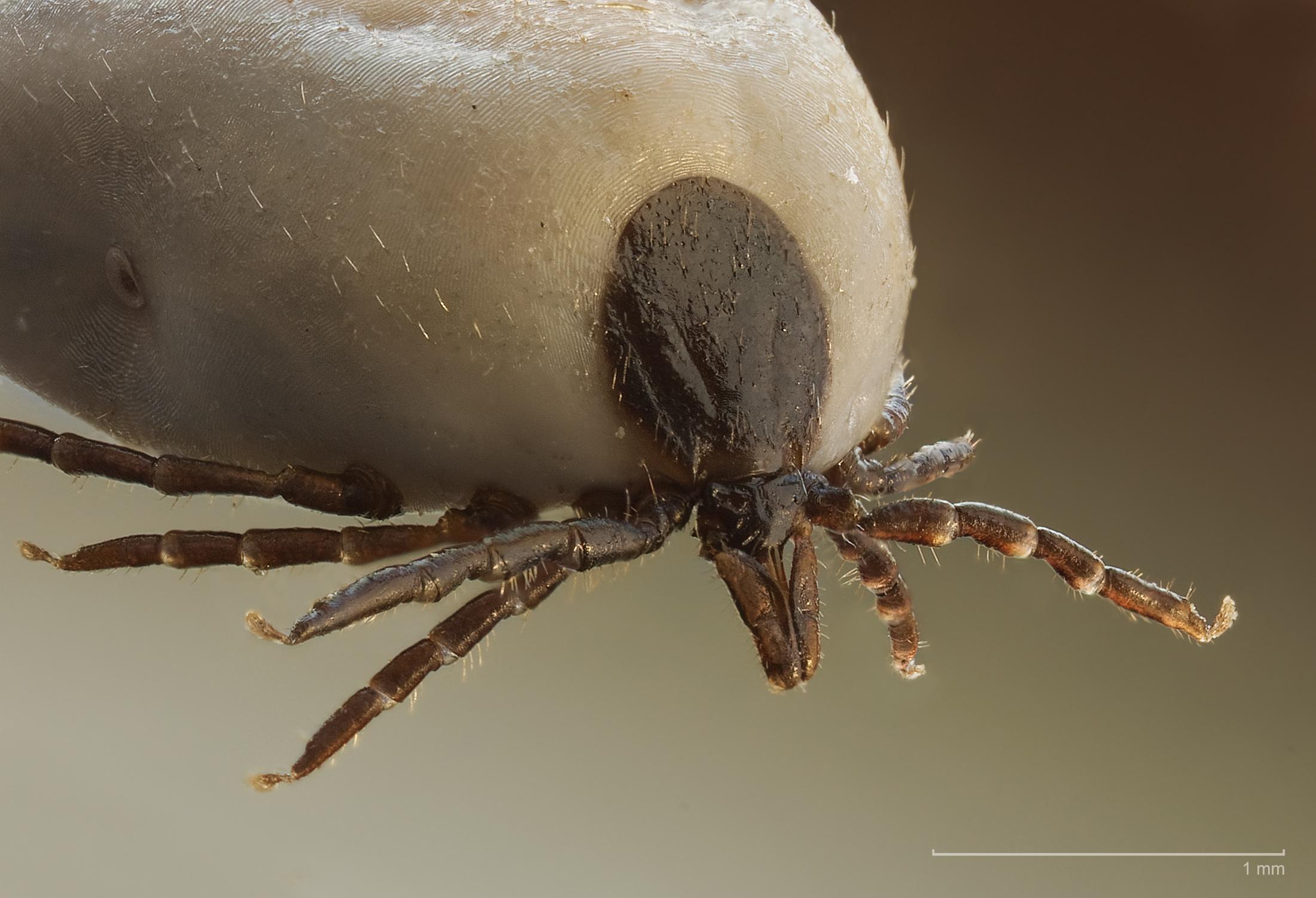 A Tick