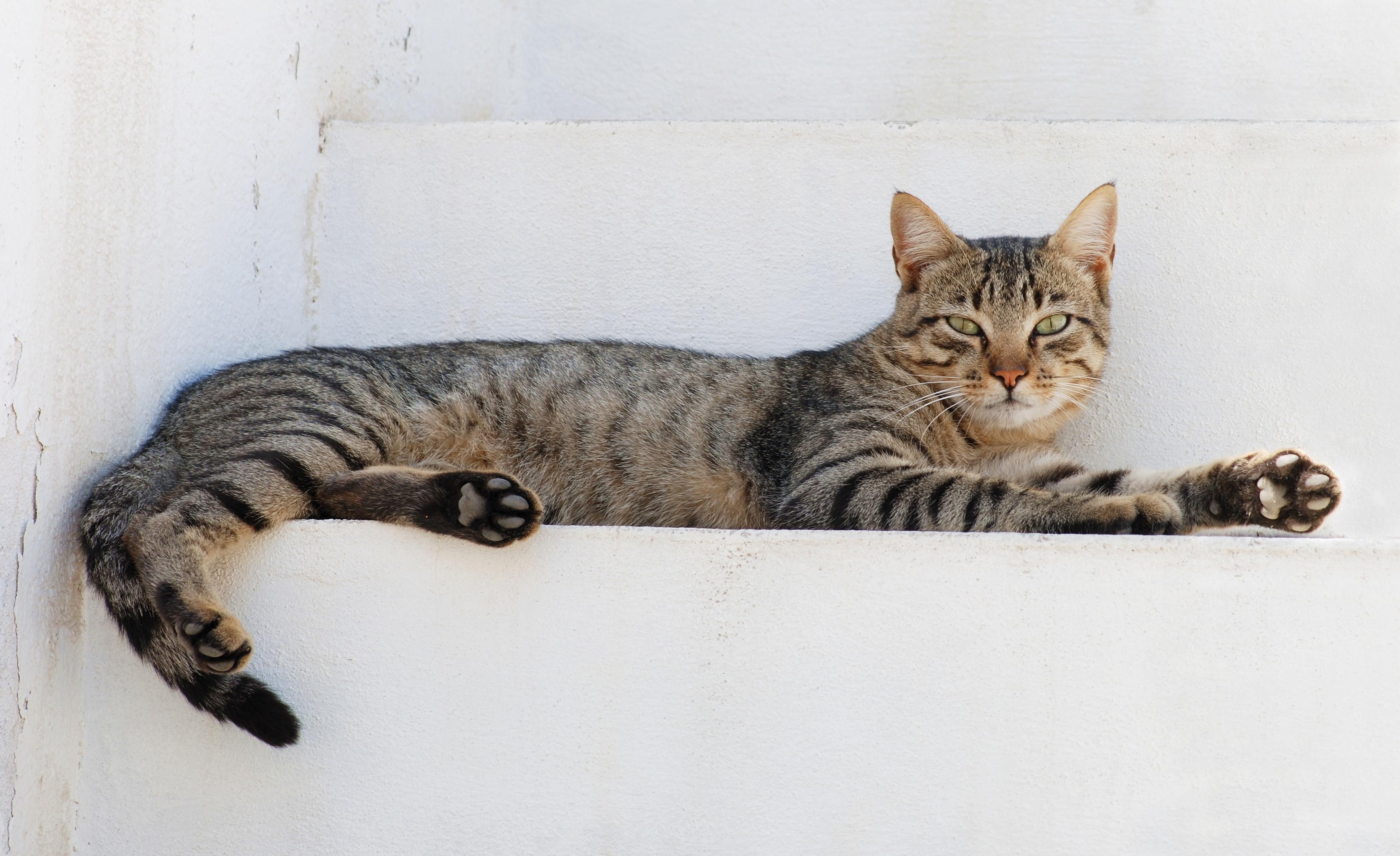 A Cat