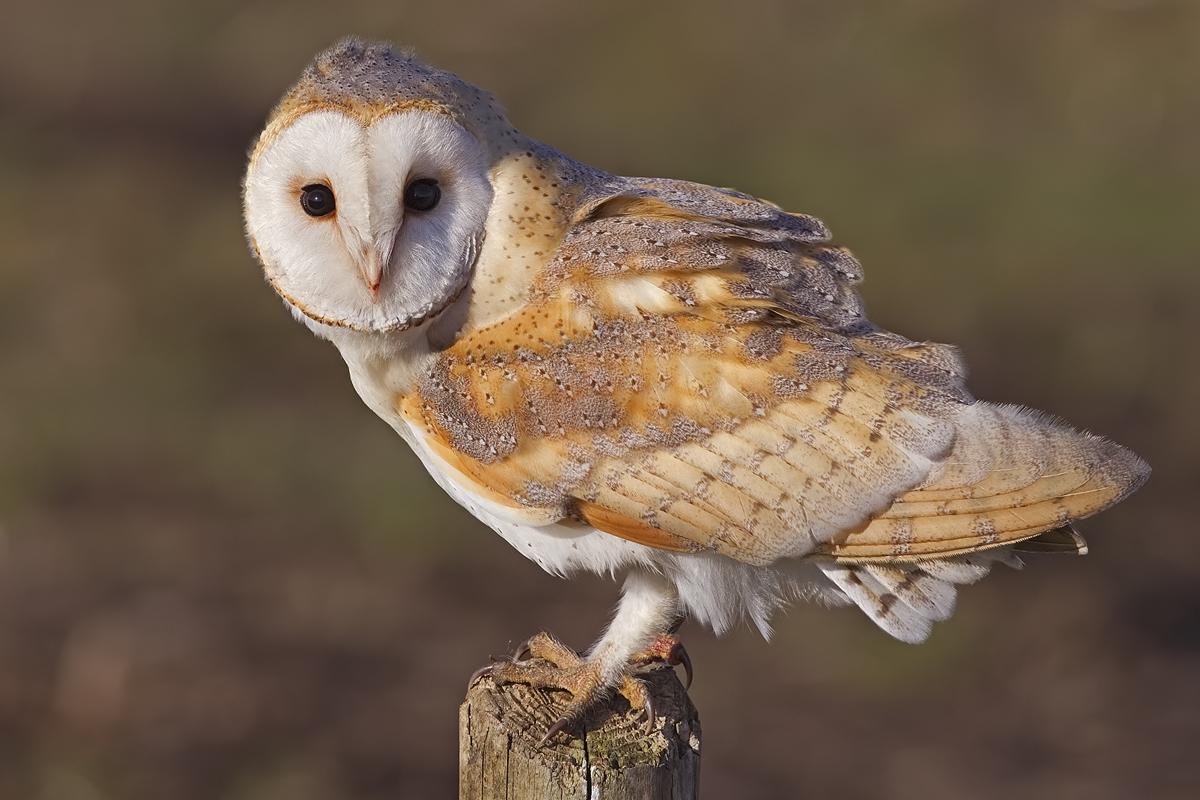 A Owl