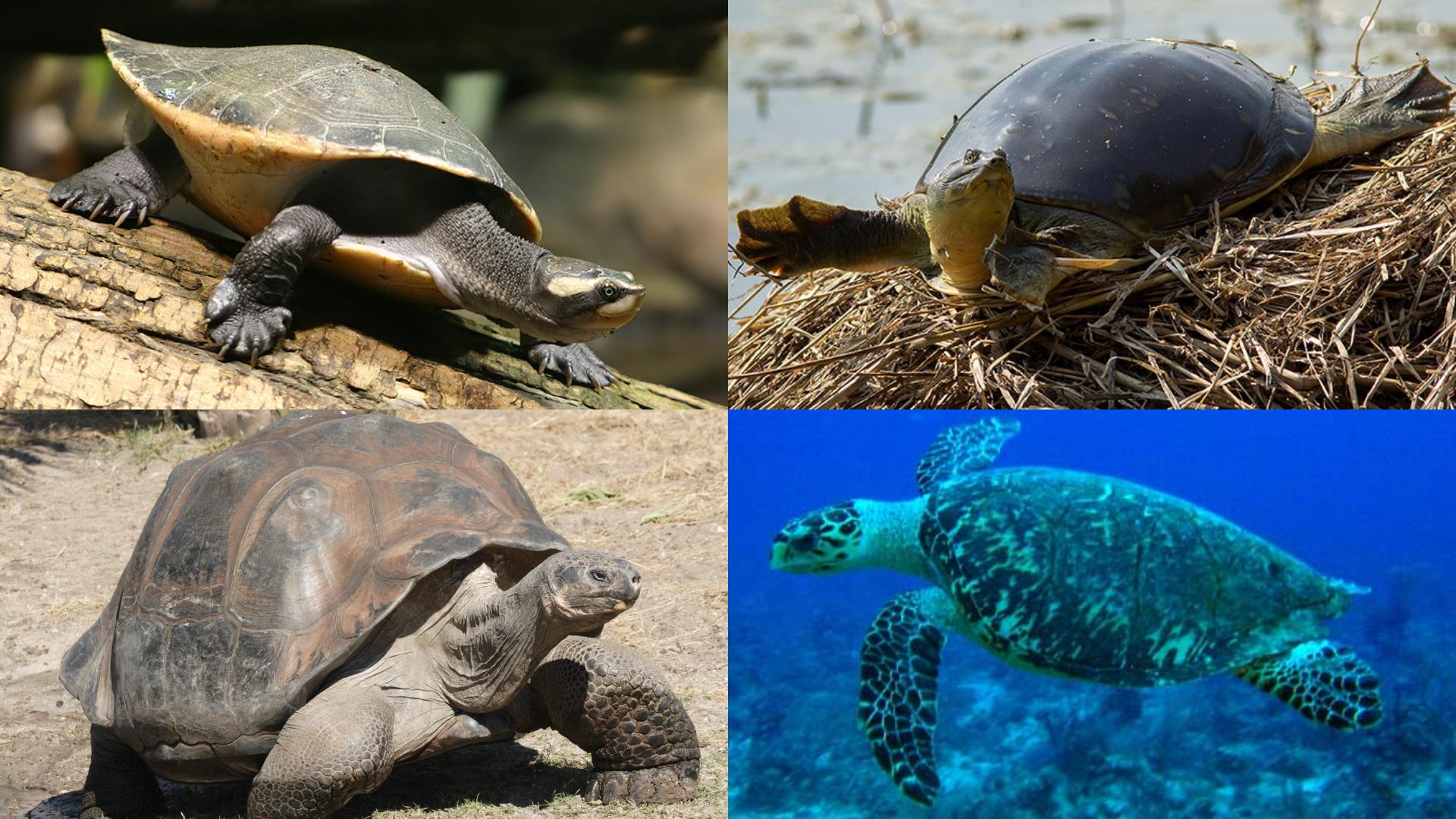 A Turtle