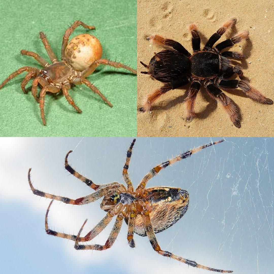 A Spider