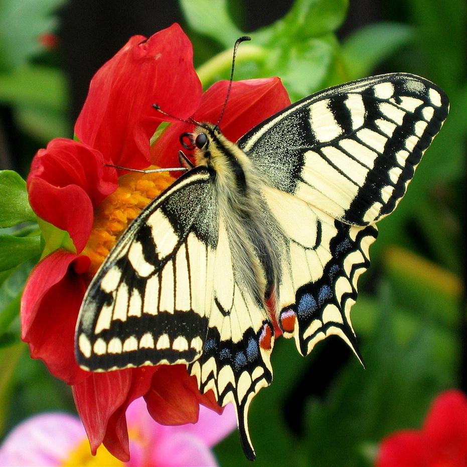 A Butterfly