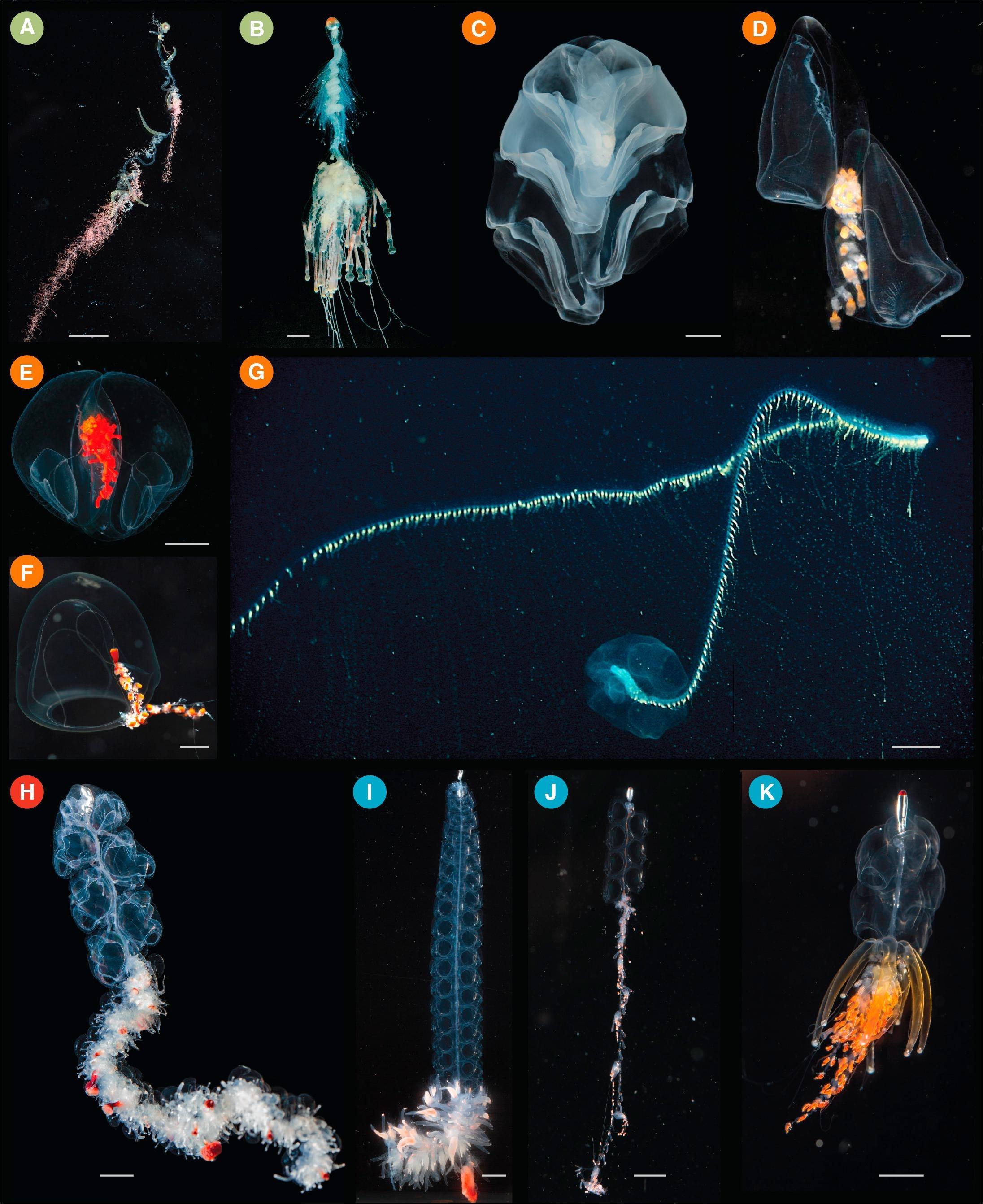 A Siphonophore