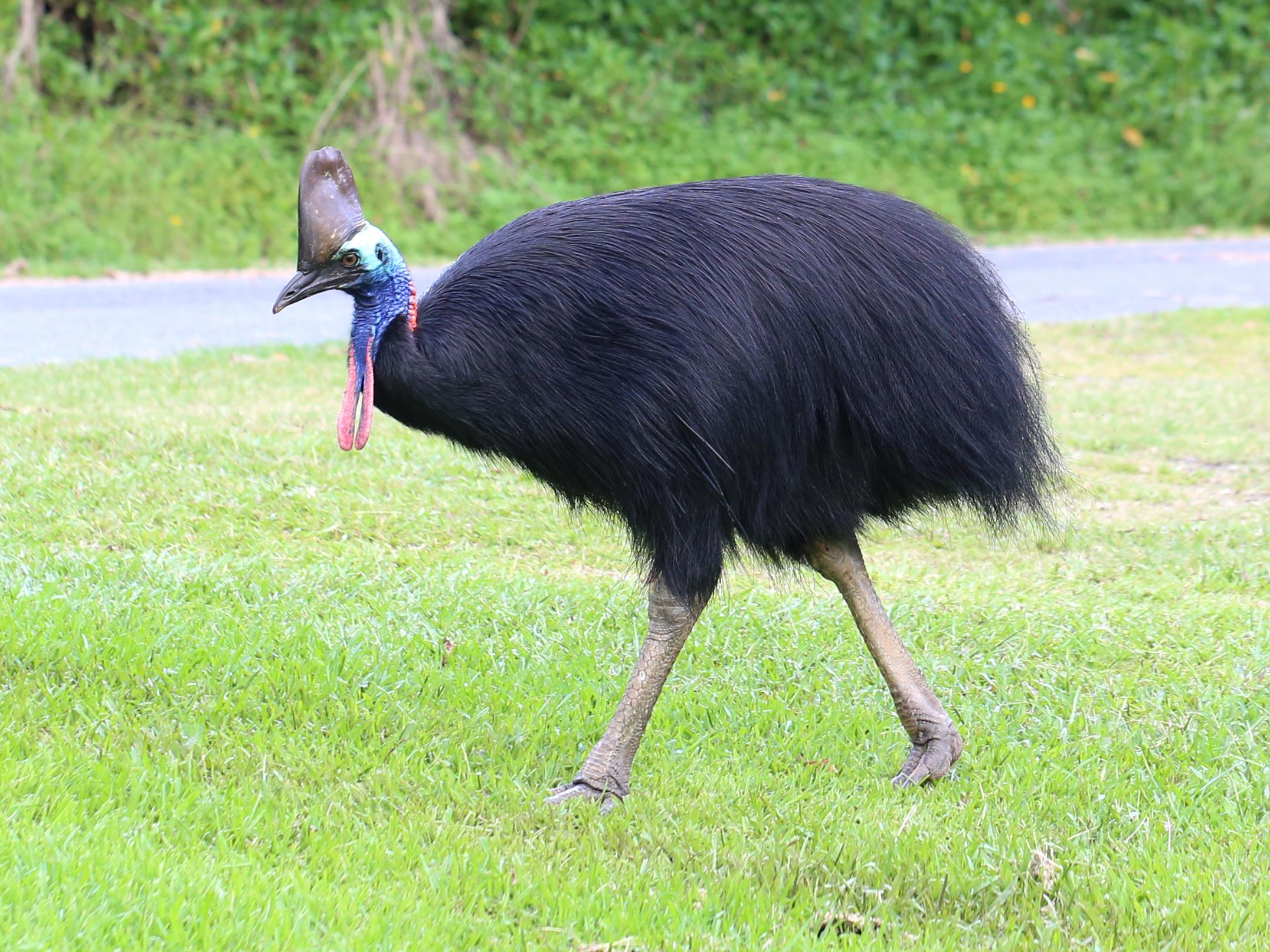 A Cassowary