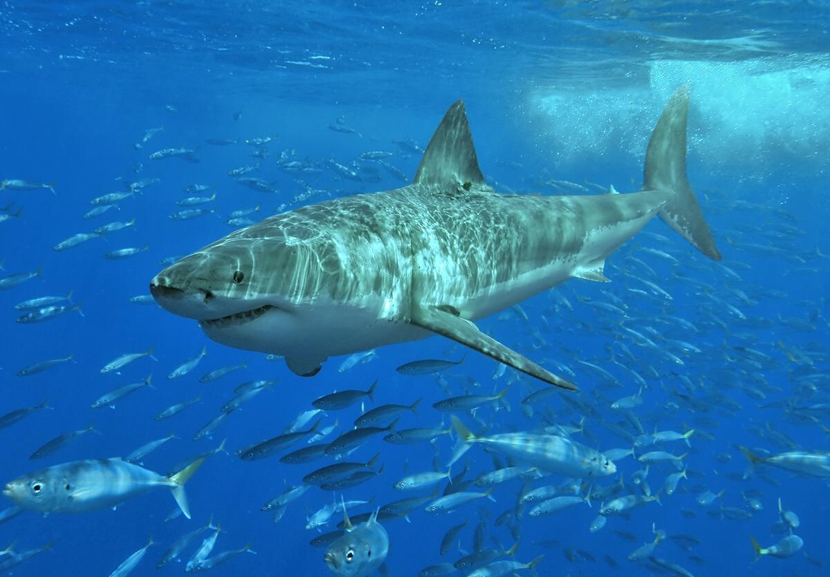 A Shark