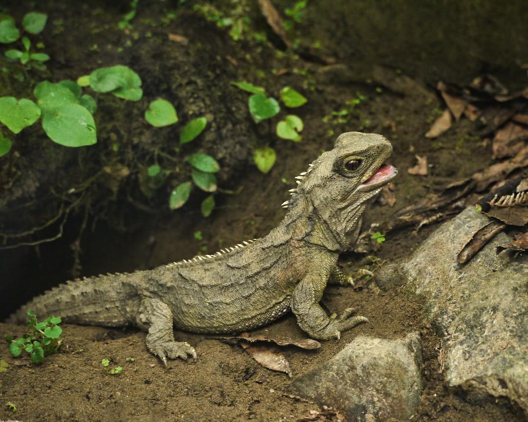 A Tuatara