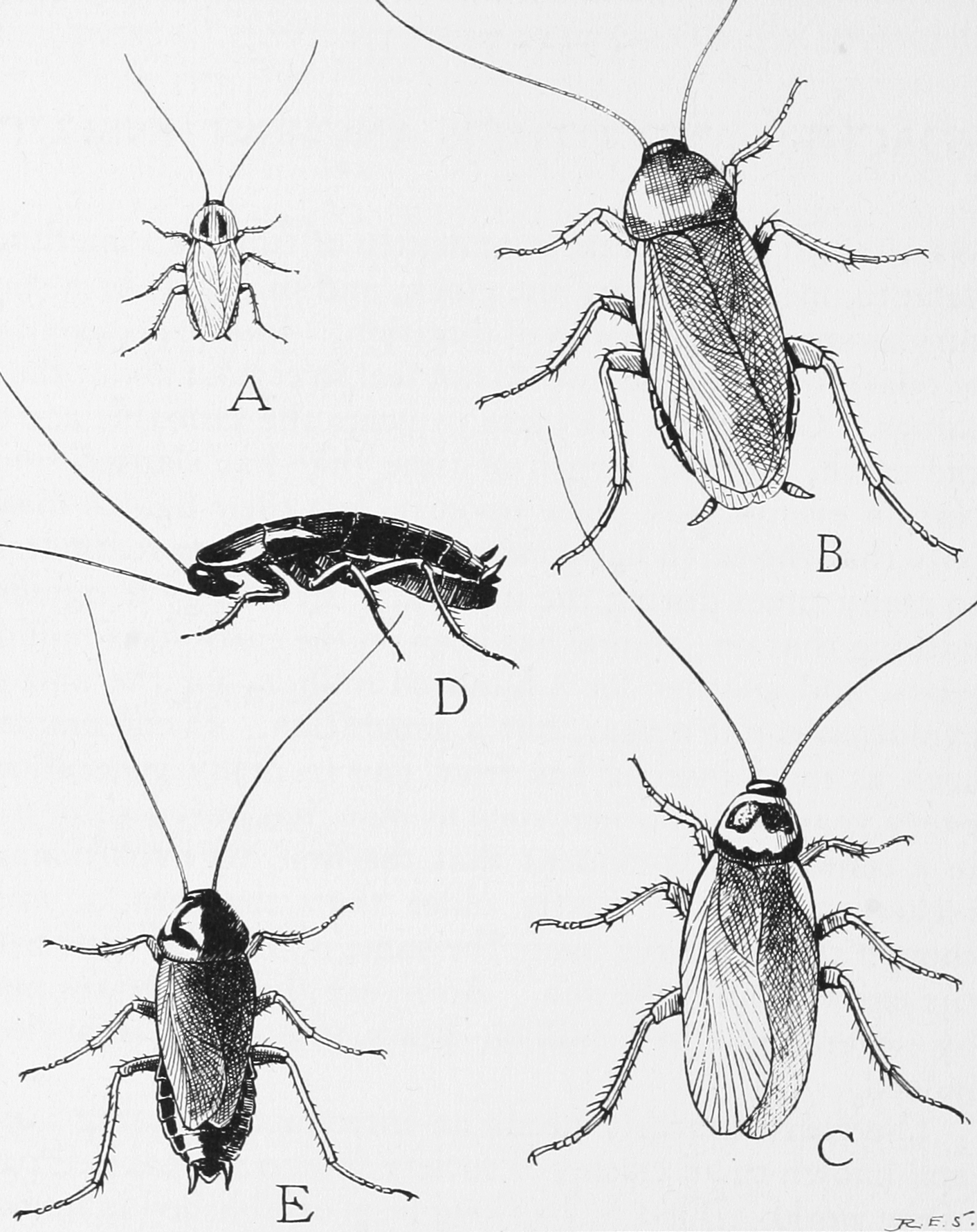 A Cockroach