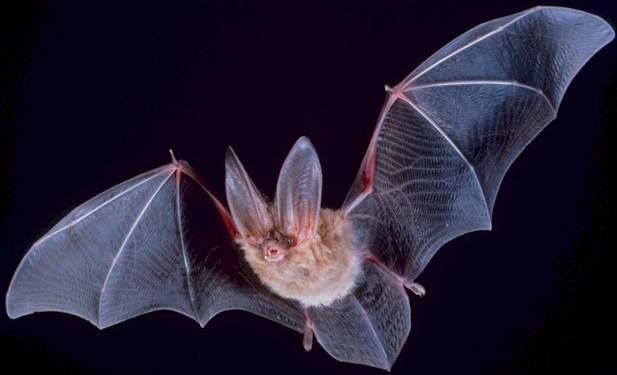 A Bat