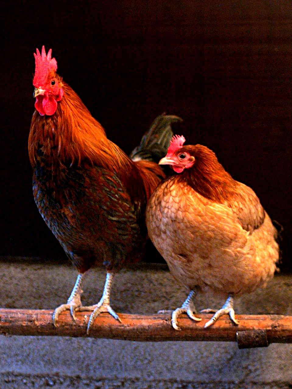A Chicken