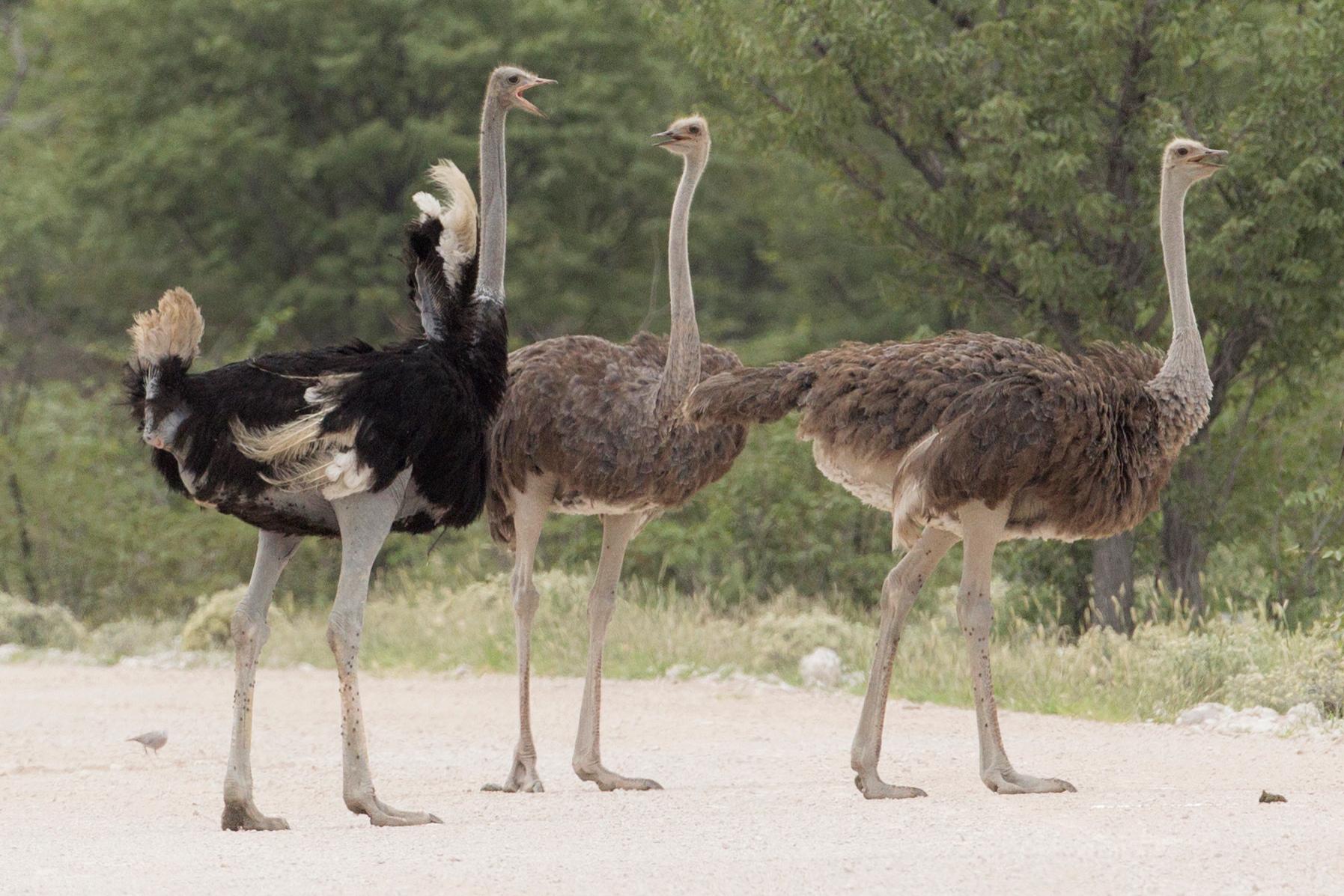 A Ostrich