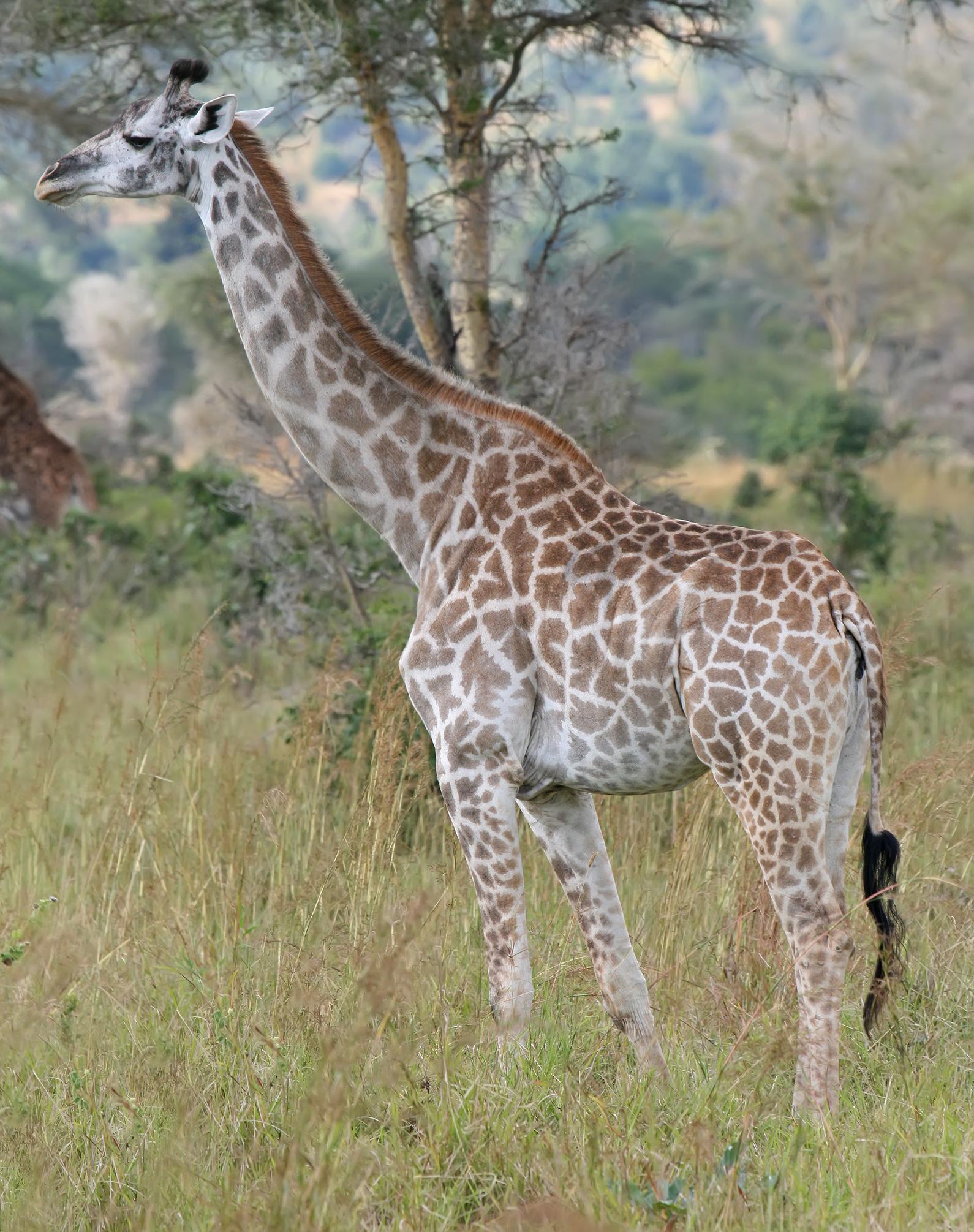 A Giraffe