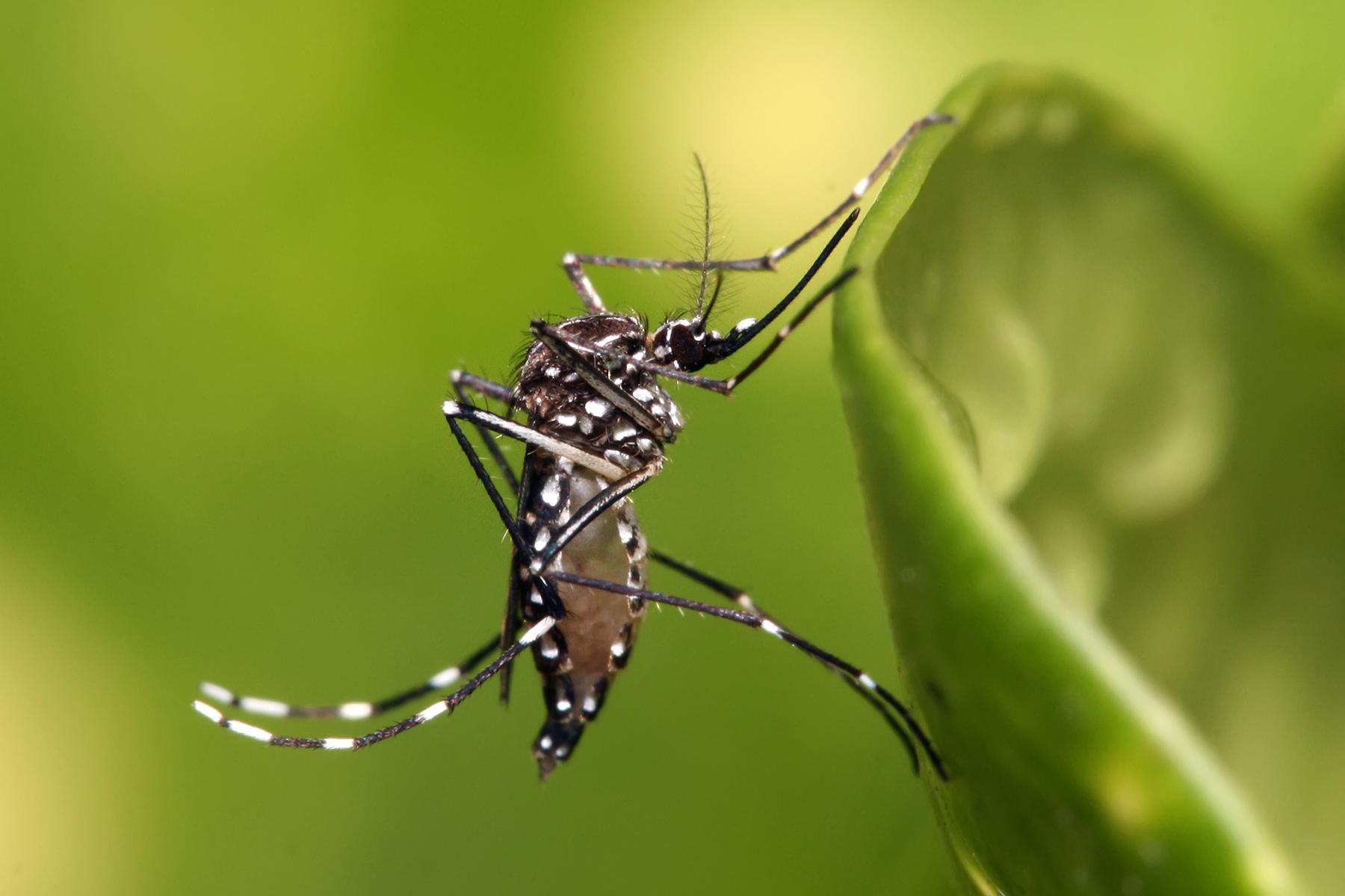 A Mosquito
