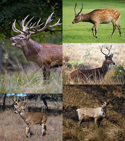 A Deer