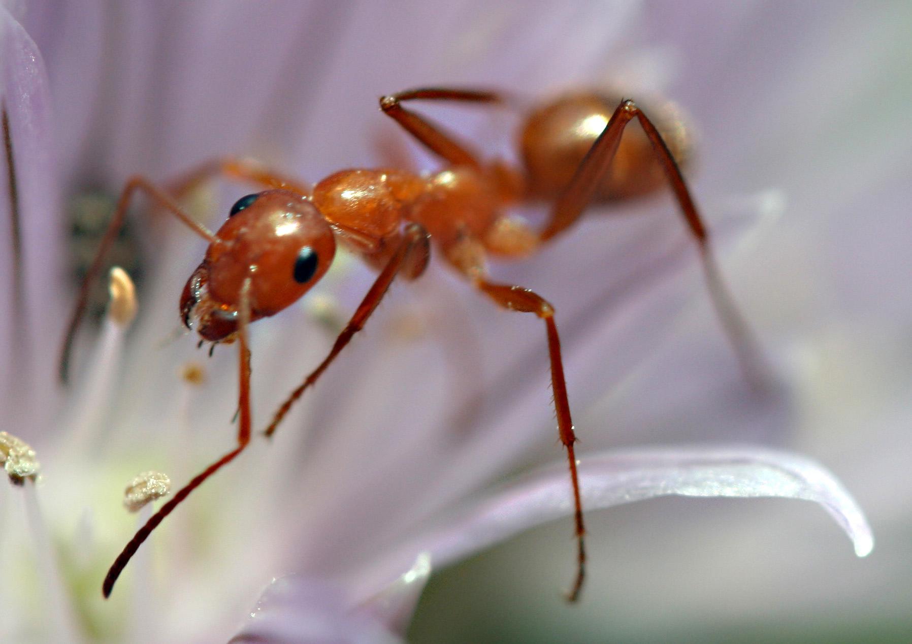 A Ant