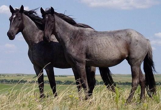 A Horse