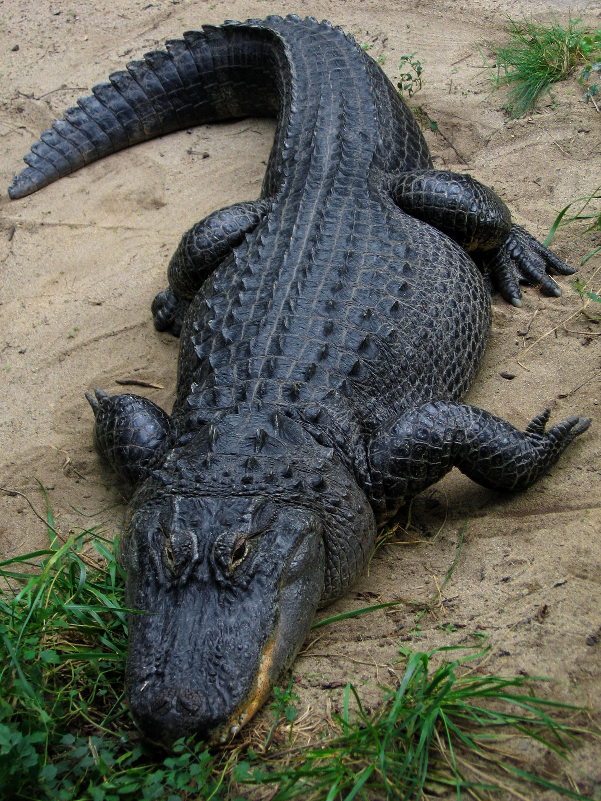 A Alligator