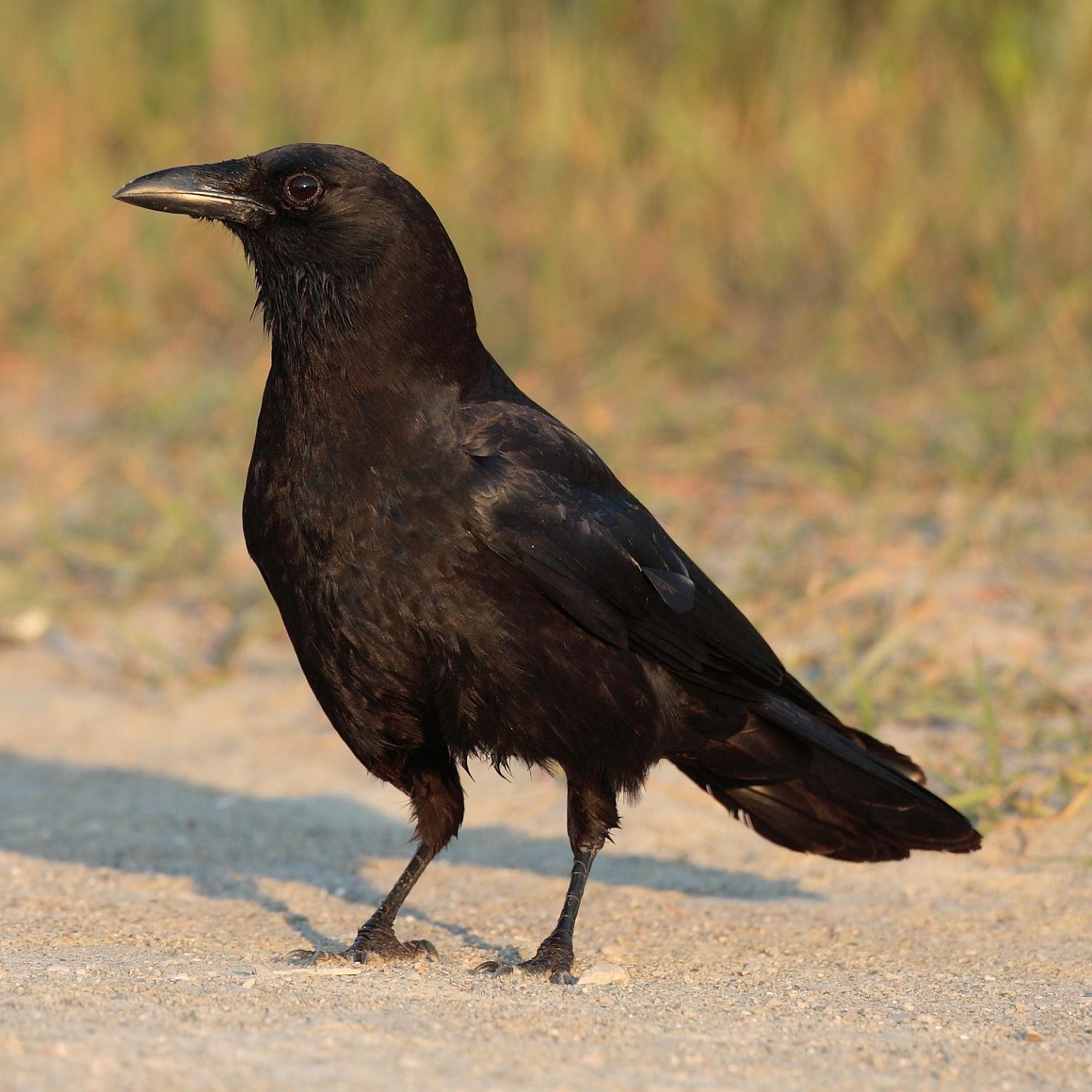 A Crow