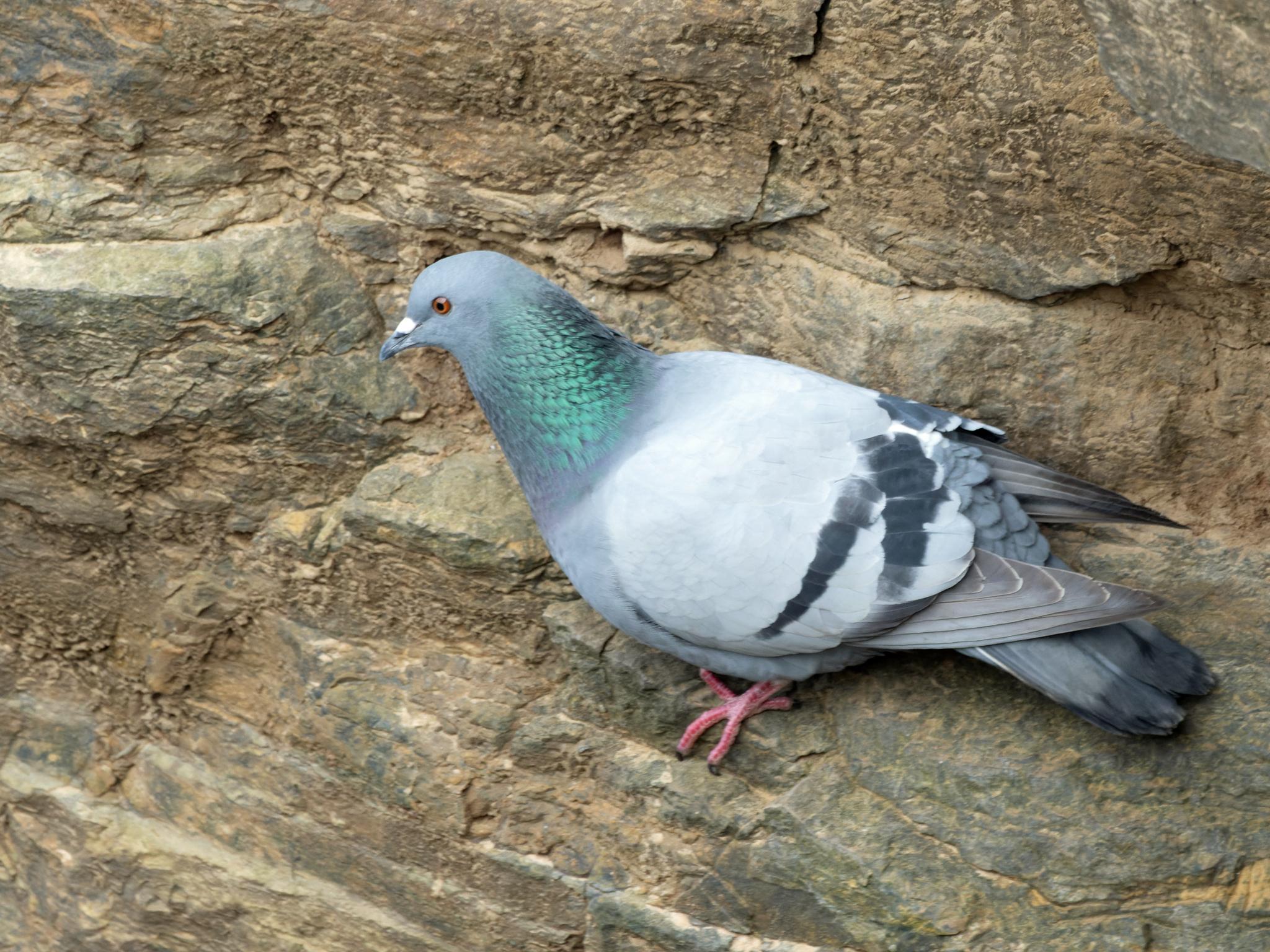 A Pigeon