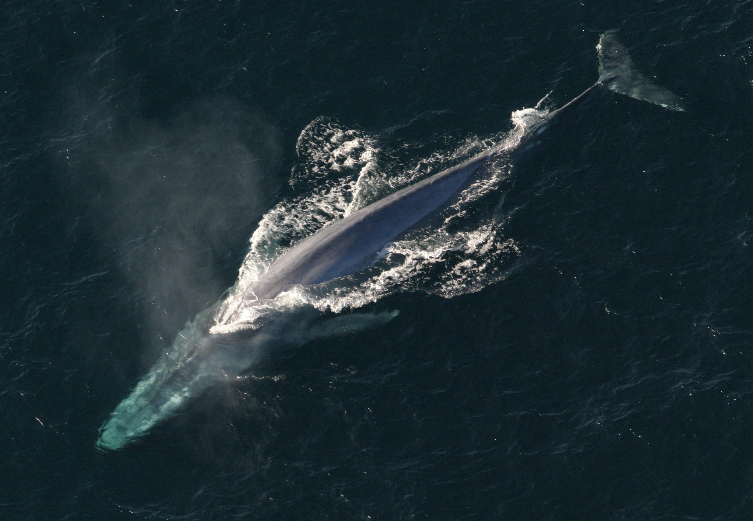 A Blue Whale