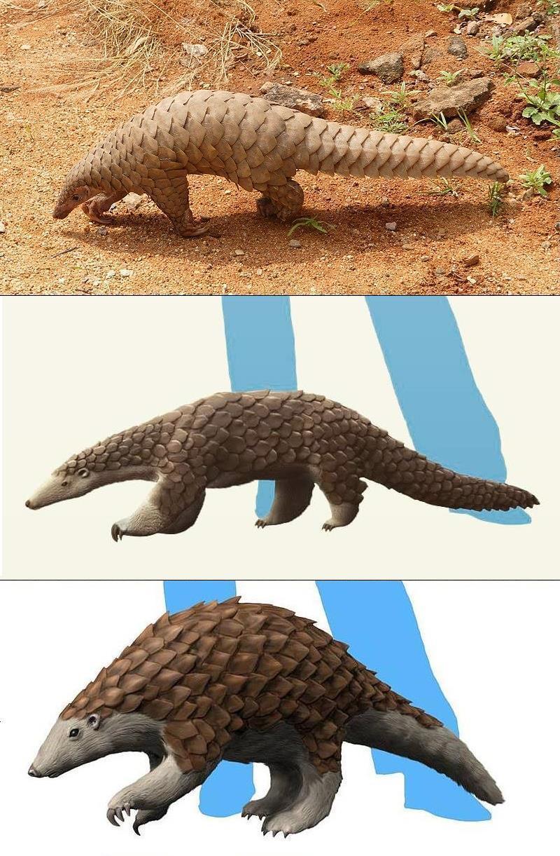 A Pangolin