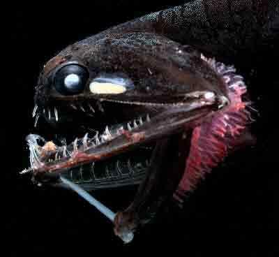 A Dragonfish