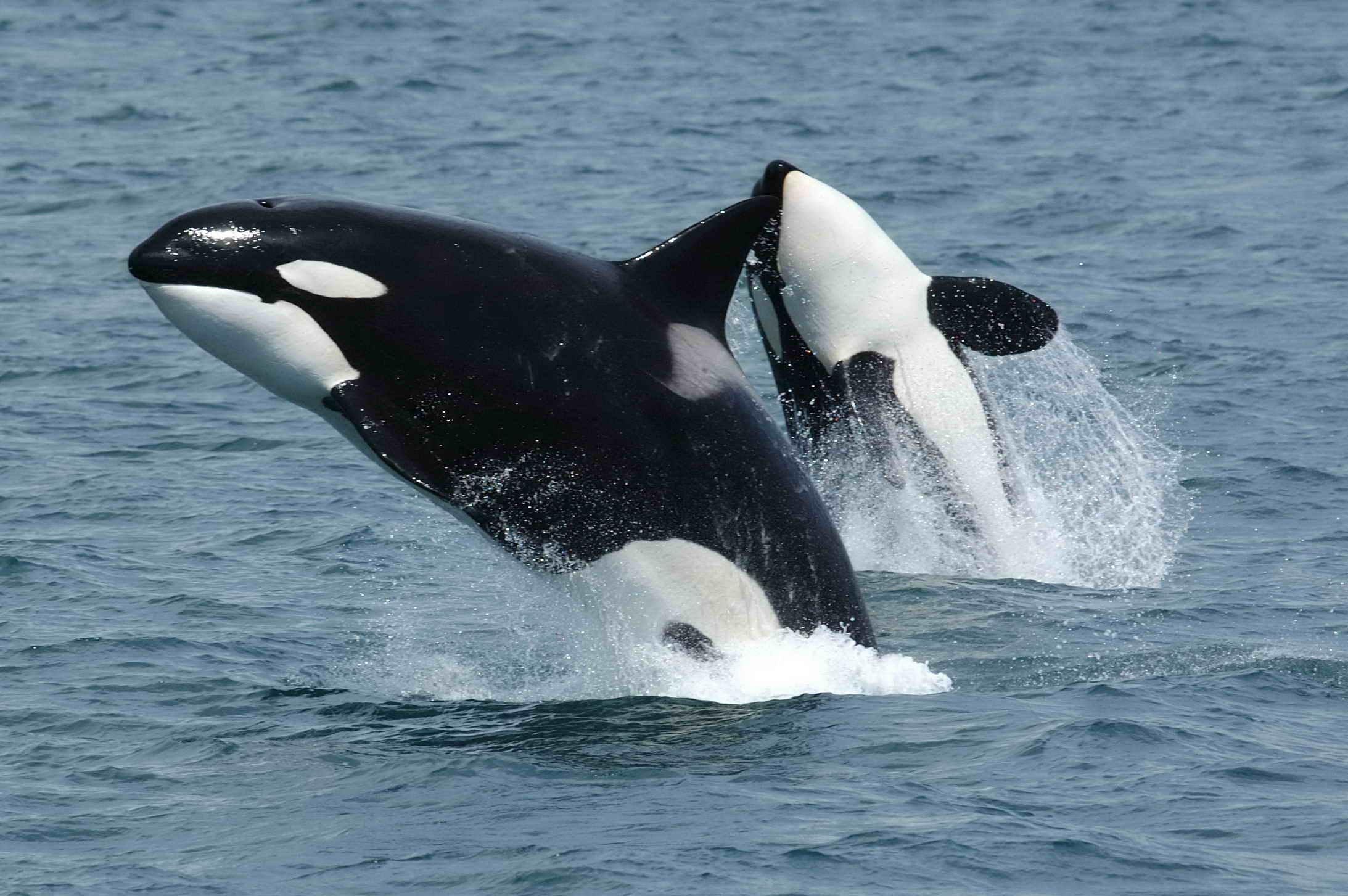 A Orca
