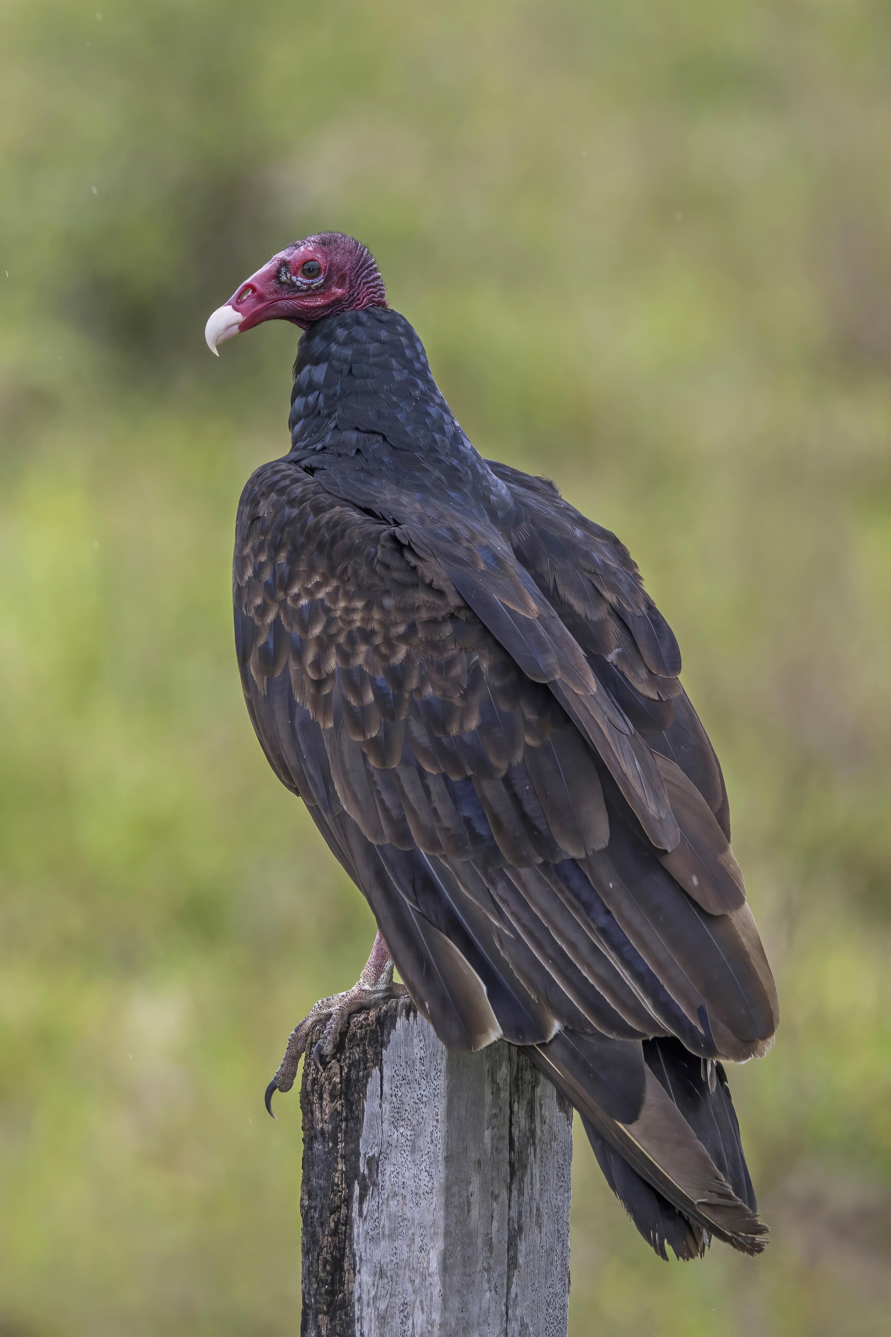 A Vulture