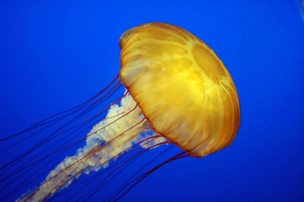 A Jellyfish