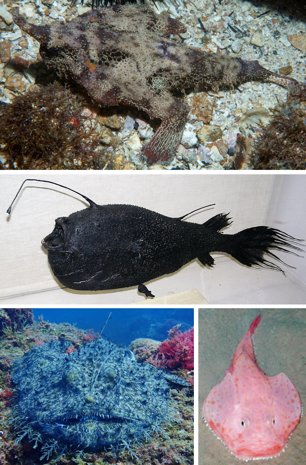 A Anglerfish