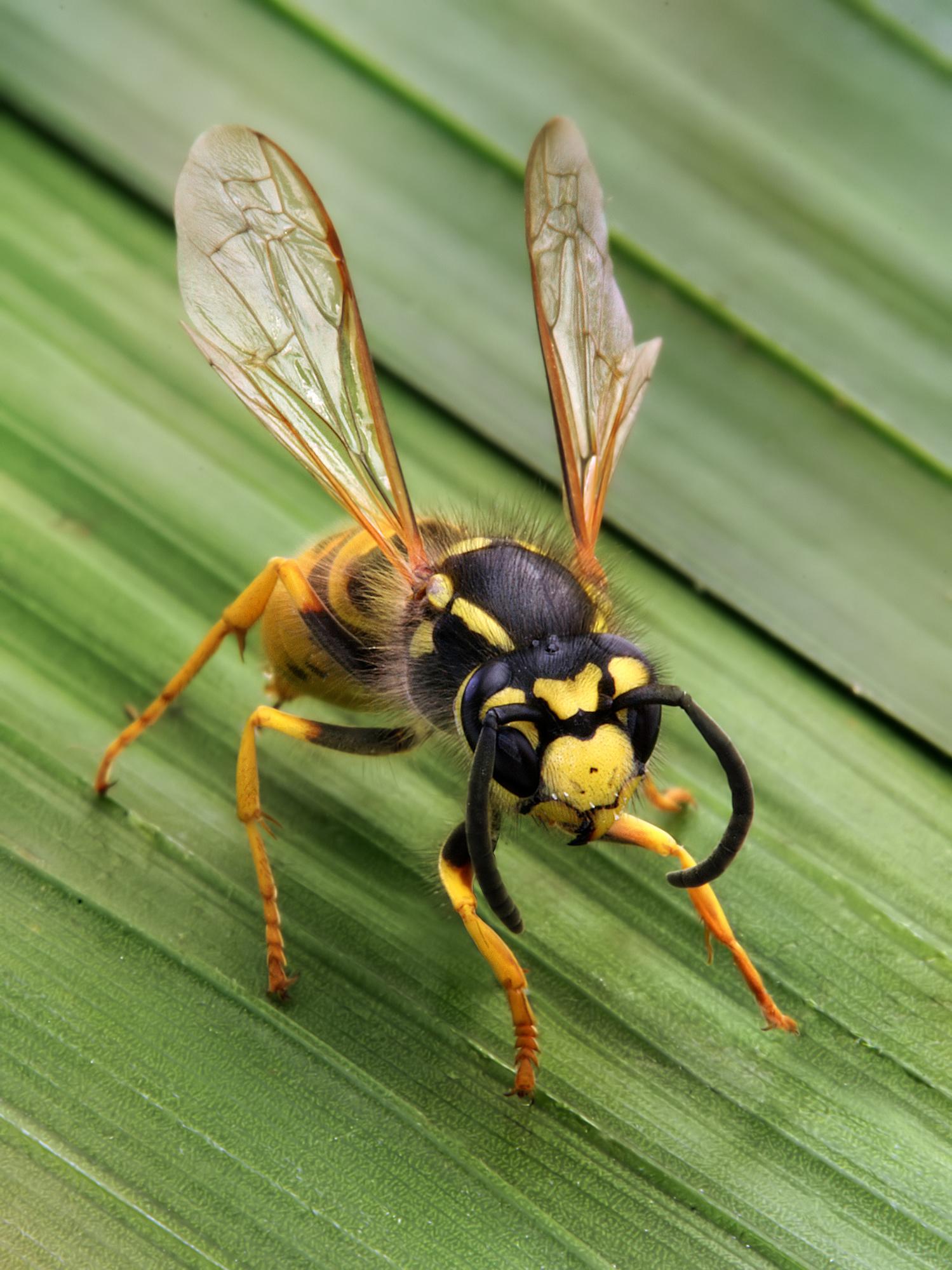 A Wasp
