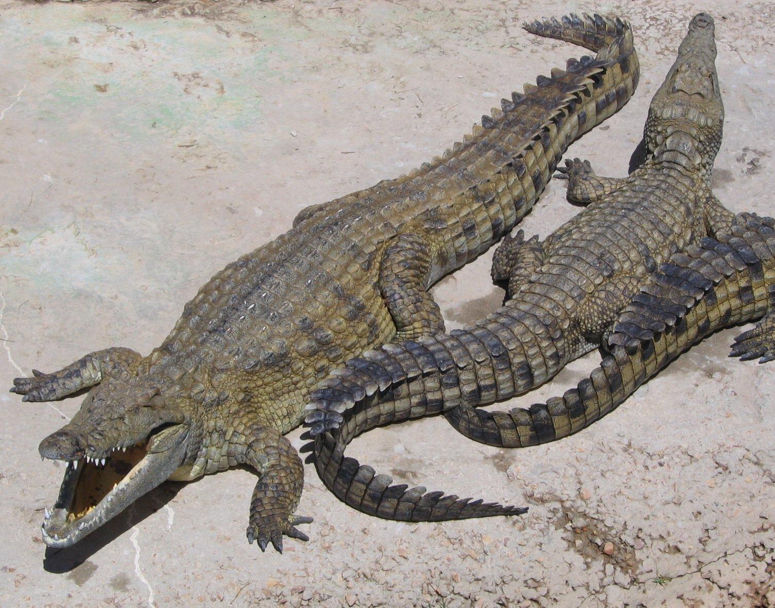A Crocodile