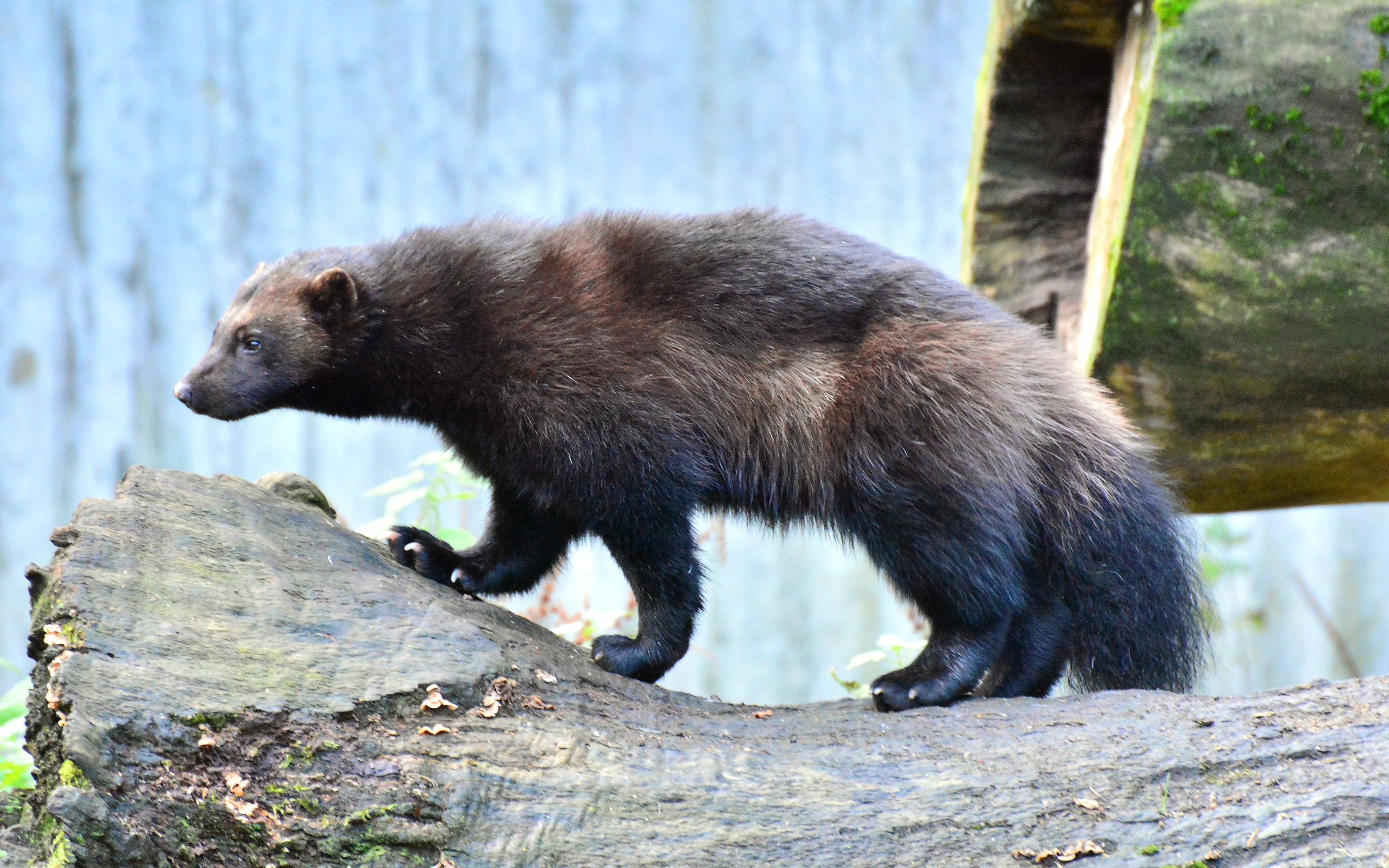 A Wolverine