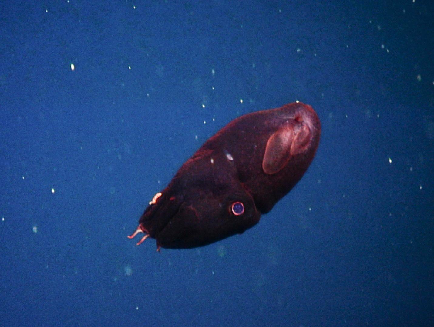 A Vampire Squid