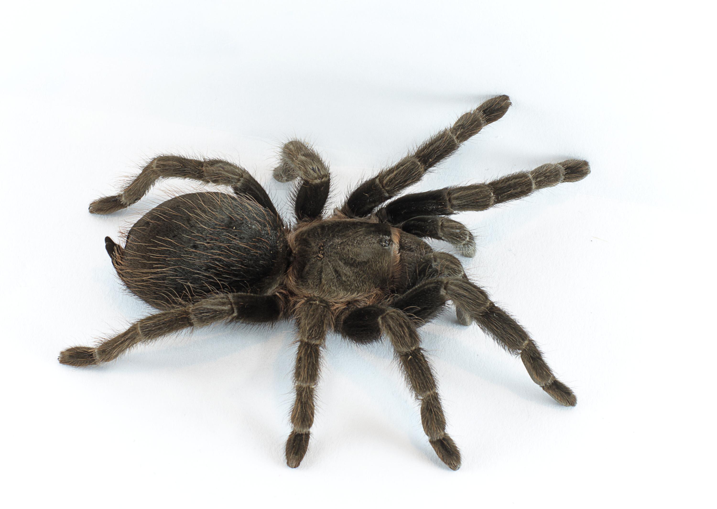 A Tarantula