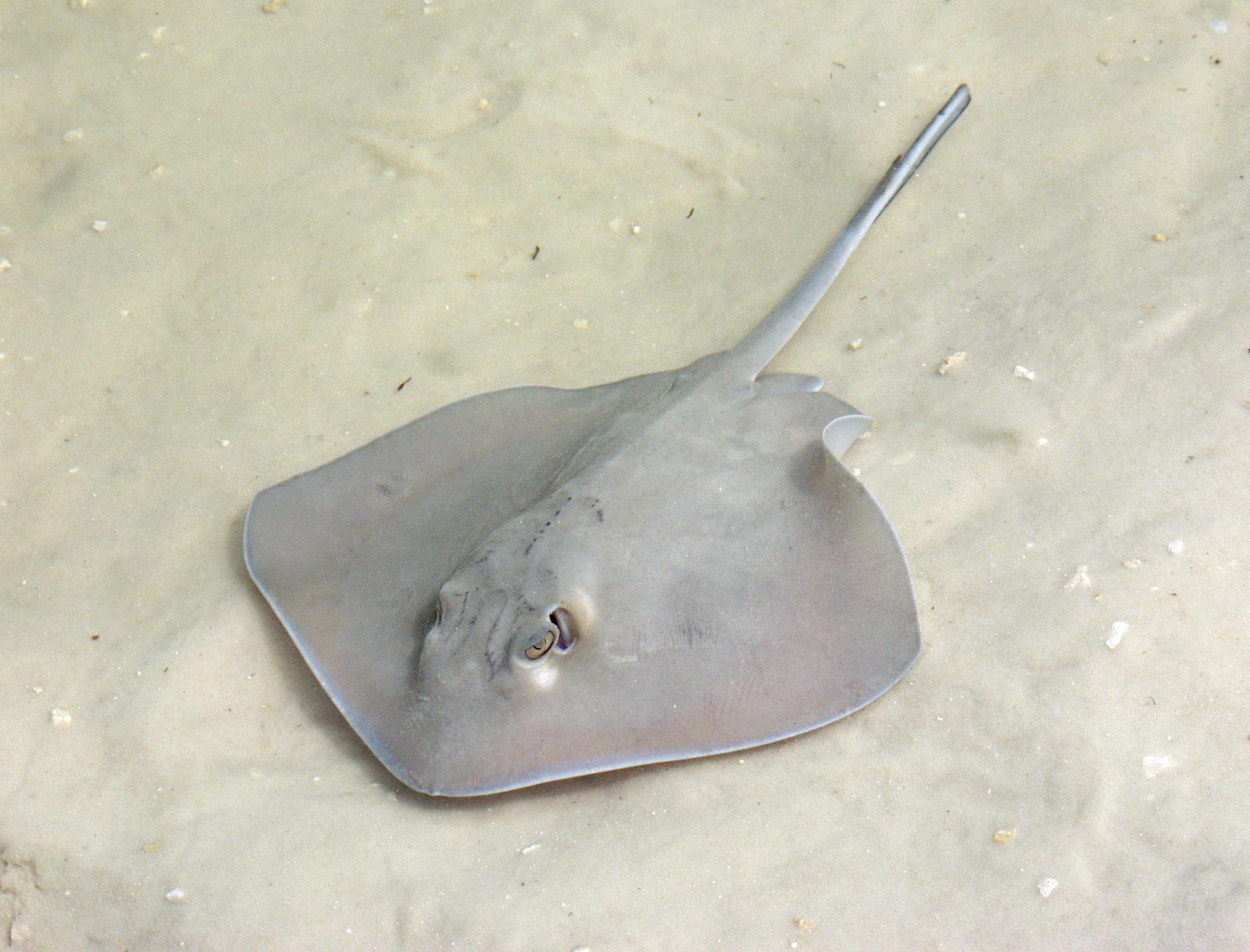 A Stingray