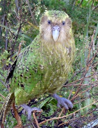 A Kakapo