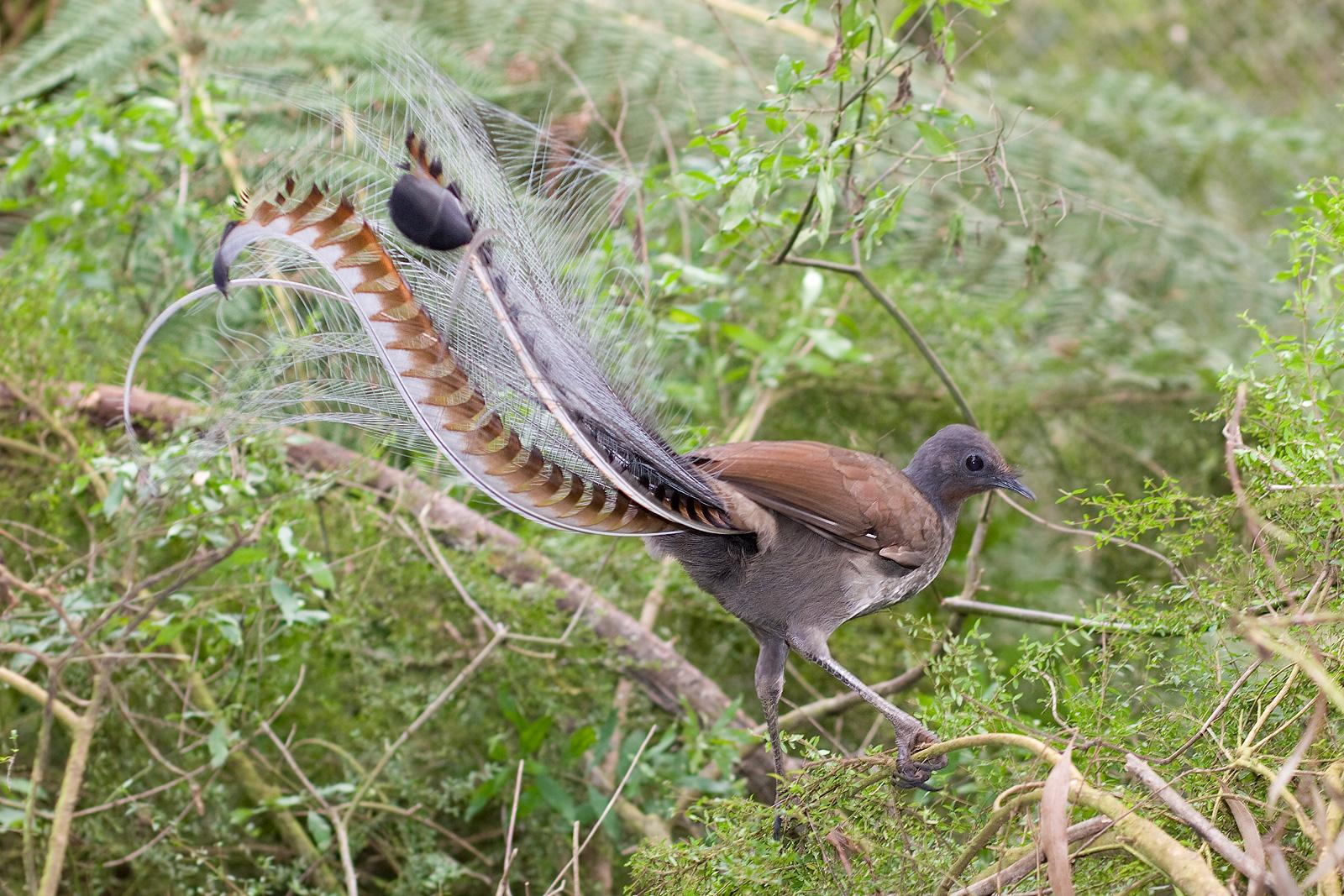 A Lyrebird