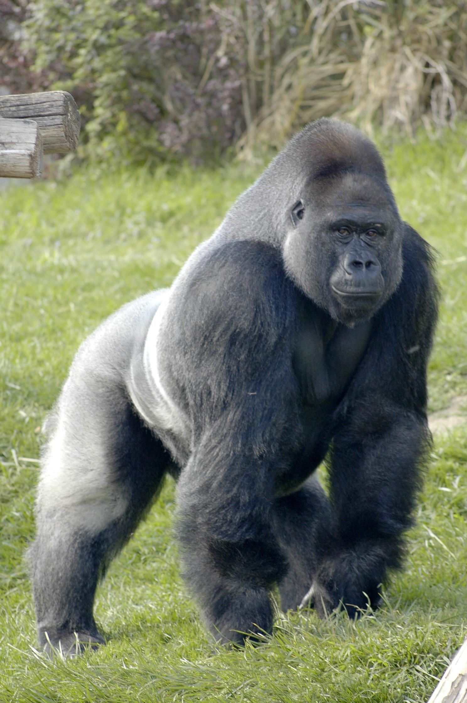 A Gorilla
