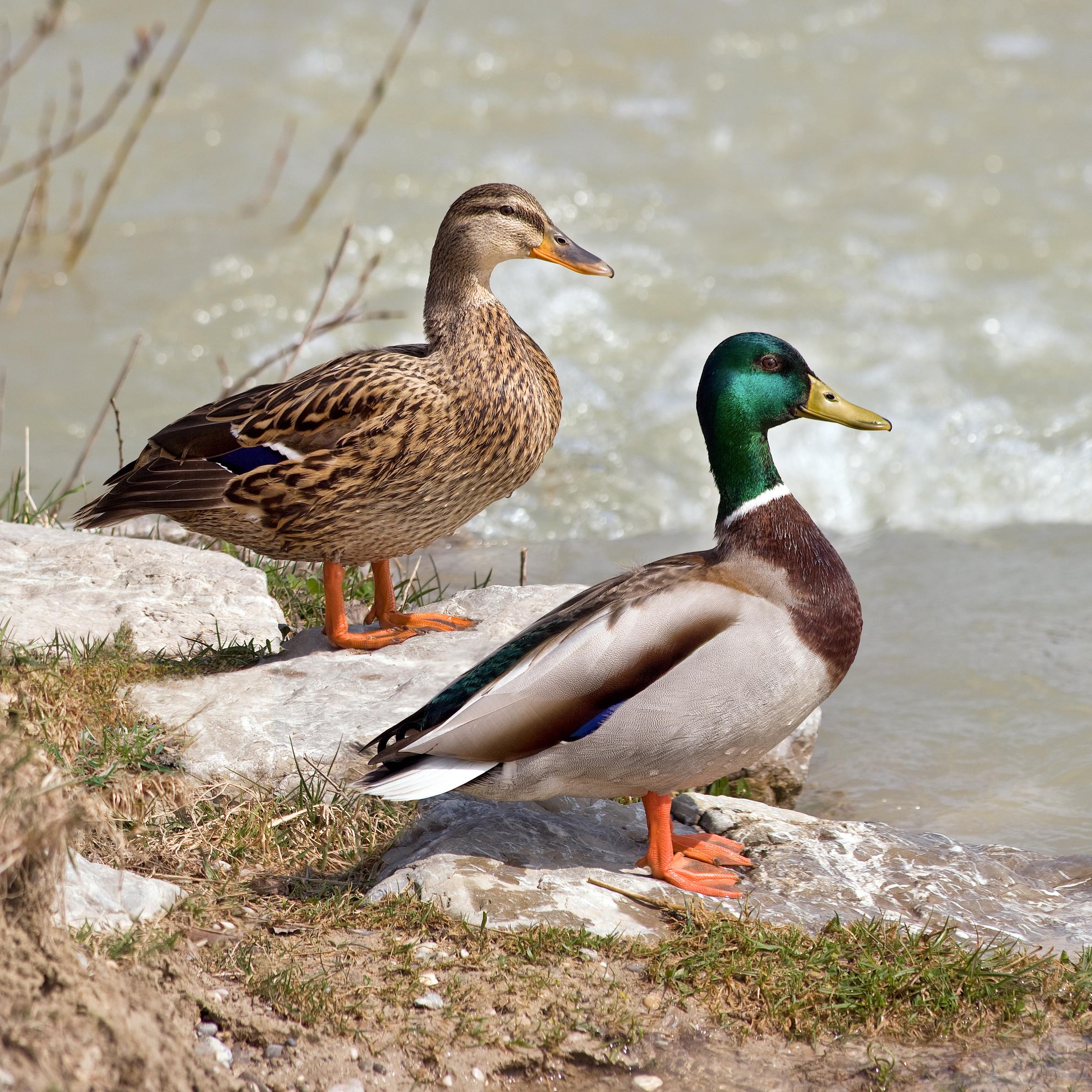 A Duck