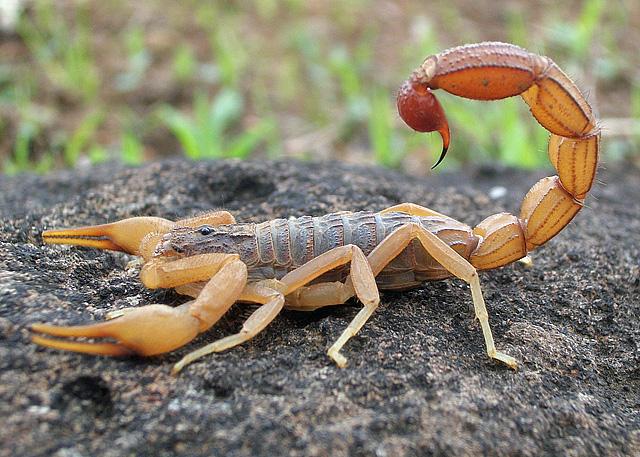 A Scorpion